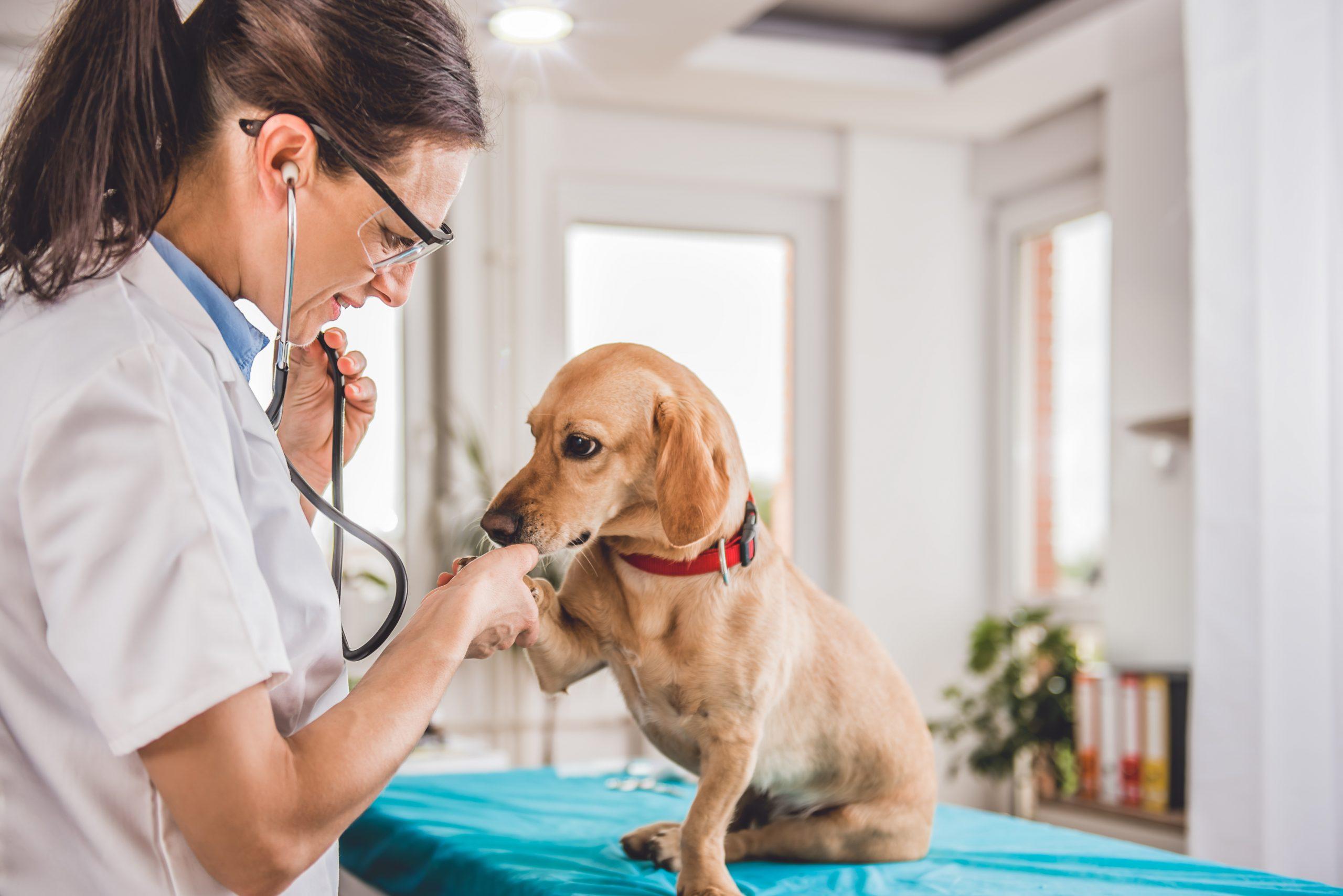 Image of vet working with dog.